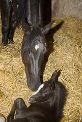 mare nuzzling newborn foal mother horse with baby horse filly or colt black in color mother with...