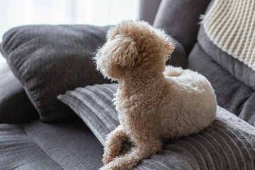 Small Dog Laying Down on Sofa Looking Out the Window Facing Away 