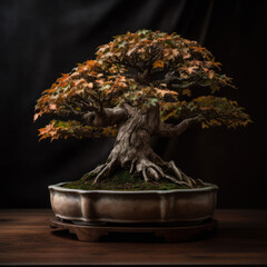 Fototapeta premium Maple bonsai 2