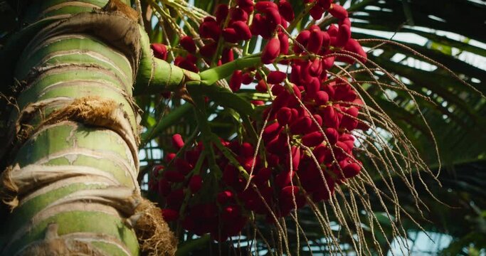 Red betel nut on Areca palm tree. Fruits ripen on a tree in the wild. Bunch swaying in the wind.