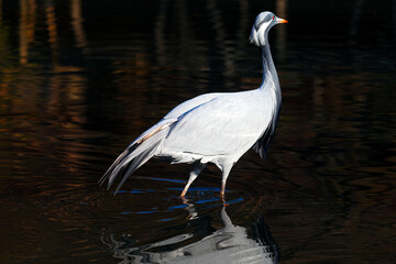 White heron standing in the water . Marsh bird in the lake