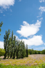 Obraz premium 新緑のポプラ並木 