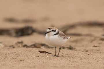 Snowy plover on beach