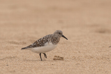 Sanderling on beach