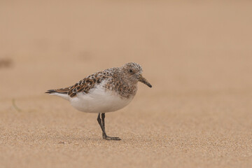 Sanderling on beach