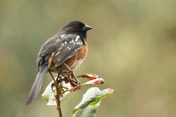 Spotted towhee on top of bush