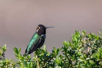 Anna's hummingbird on branch