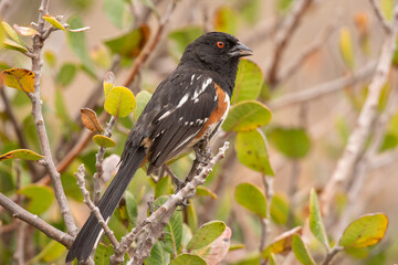 Spotted towhee on perch