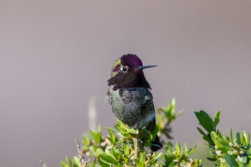 Anna's hummingbird on branch