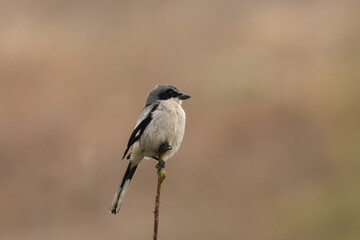 Loggerhead shrike on perch