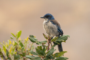Island scrub jay on top of bush