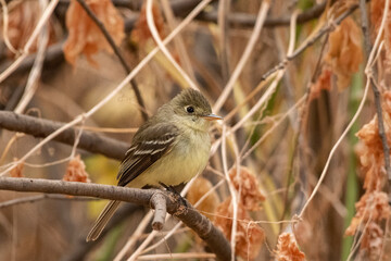 Pacific slope flycatcher on perch