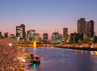 Fototapeta premium 大川沿いに並ぶ桜の風景