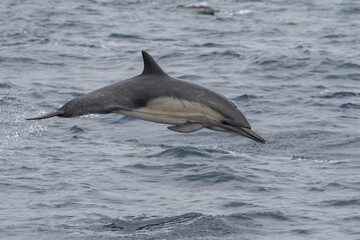 Long-beaked common dolphin jumping
