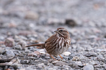 Song sparrow on lake edge