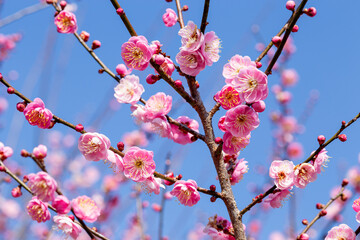 Close-up of pink plum blossoms blooming in the forest in early spring.
