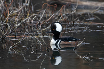 Hooded merganser in lake