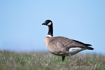 Cackling goose on top of hill