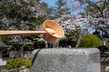お墓に水をかける　春 桜のさく墓苑で　pouring water in Japanese grave garden with beautiful cherry blossoms