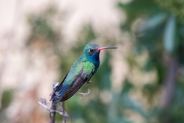 Broad-billed hummingbird on perch