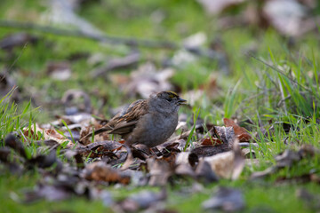 Golden-crowned sparrow