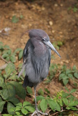 Little Blue Heron