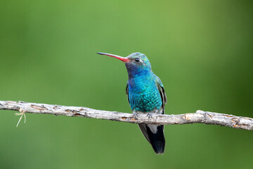 Broad-billed hummingbird on perch