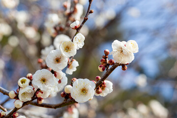 Close-up of white plum blossoms blooming in the forest in early spring.