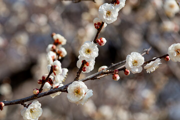 Close-up of white plum blossoms blooming in the forest in early spring.