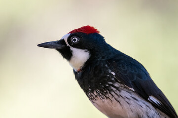 Acorn woodpecker closeup