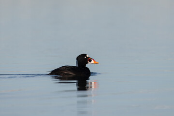 Surf scoter in ocean with reflection
