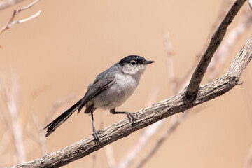 Black-tailed gnatcatcher on perch