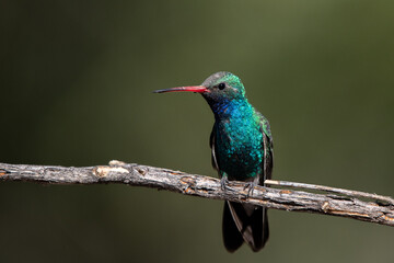 Broad-billed hummingbird on perch