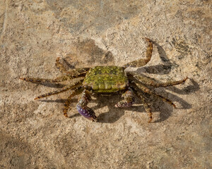 Adult Semaphore Crab (Heloecius cordiformis) on muddy river bottom, Urunga, NSW, Australia