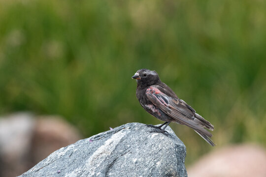 Black Rosy-finch On Rock