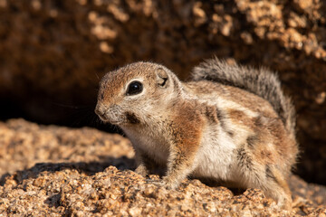 Nelson's antelope squirrel