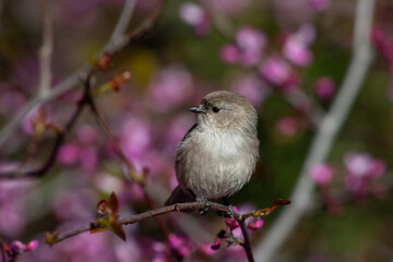 Bushtit in flower patch