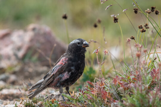 Black Rosy-finch In Grass