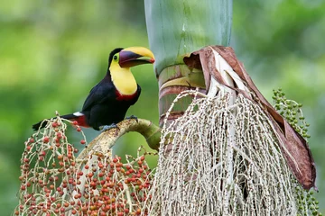 Stickers pour porte Toucan Yellow-throated Toucan feeding on wild palm fruit