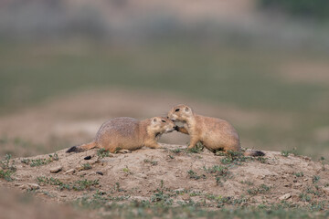 Prairie dogs grooming