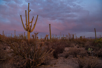 Saguaro cactus in sunset