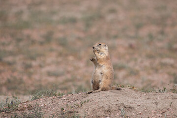 Prairie dog sentry 