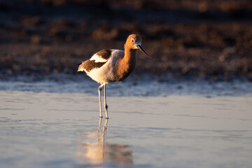 American avocet wading