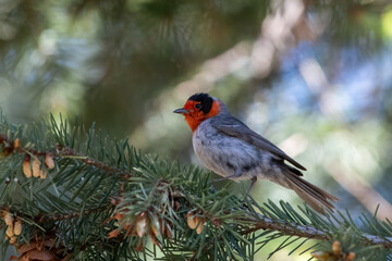 Red-faced warbler