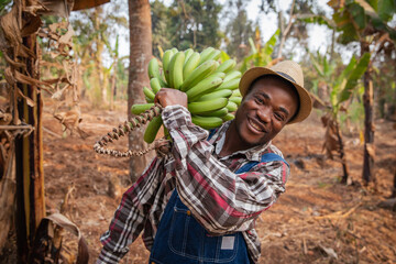 A smiling African farmer with a bunch of freshly picked bananas in his cultivation © Media Lens King