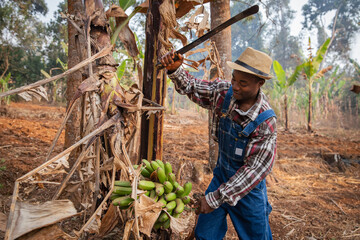 An African farmer cuts a basket of plantain bananas with an ax during the harvest