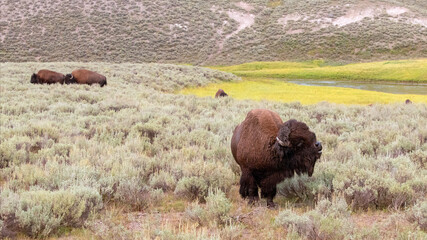 American Bison Buffalo bull sniffing the air in Hayden Valley in Yellowstone National Park United States - obrazy, fototapety, plakaty
