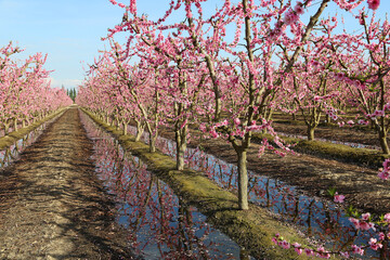 Fototapeta premium Peach orchard irrigation - California