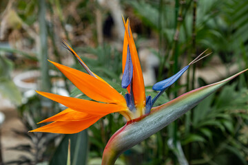 Obraz premium Strelitzia flower resembling bird of paradise.