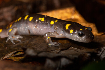 Spotted salamander